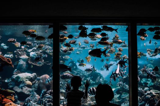 一个孩子在水族馆里凝视着五颜六色的鱼，惊叹于海底世界
