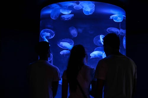 剪影, 水族館, 水母 的 免費圖庫相片