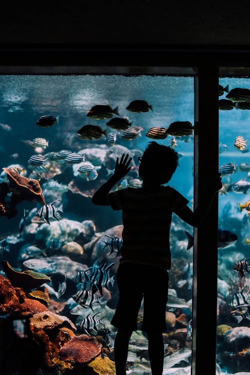 Free Boy in Black and White Stripe T-shirt Standing in Front of Fish Tank Stock Photo