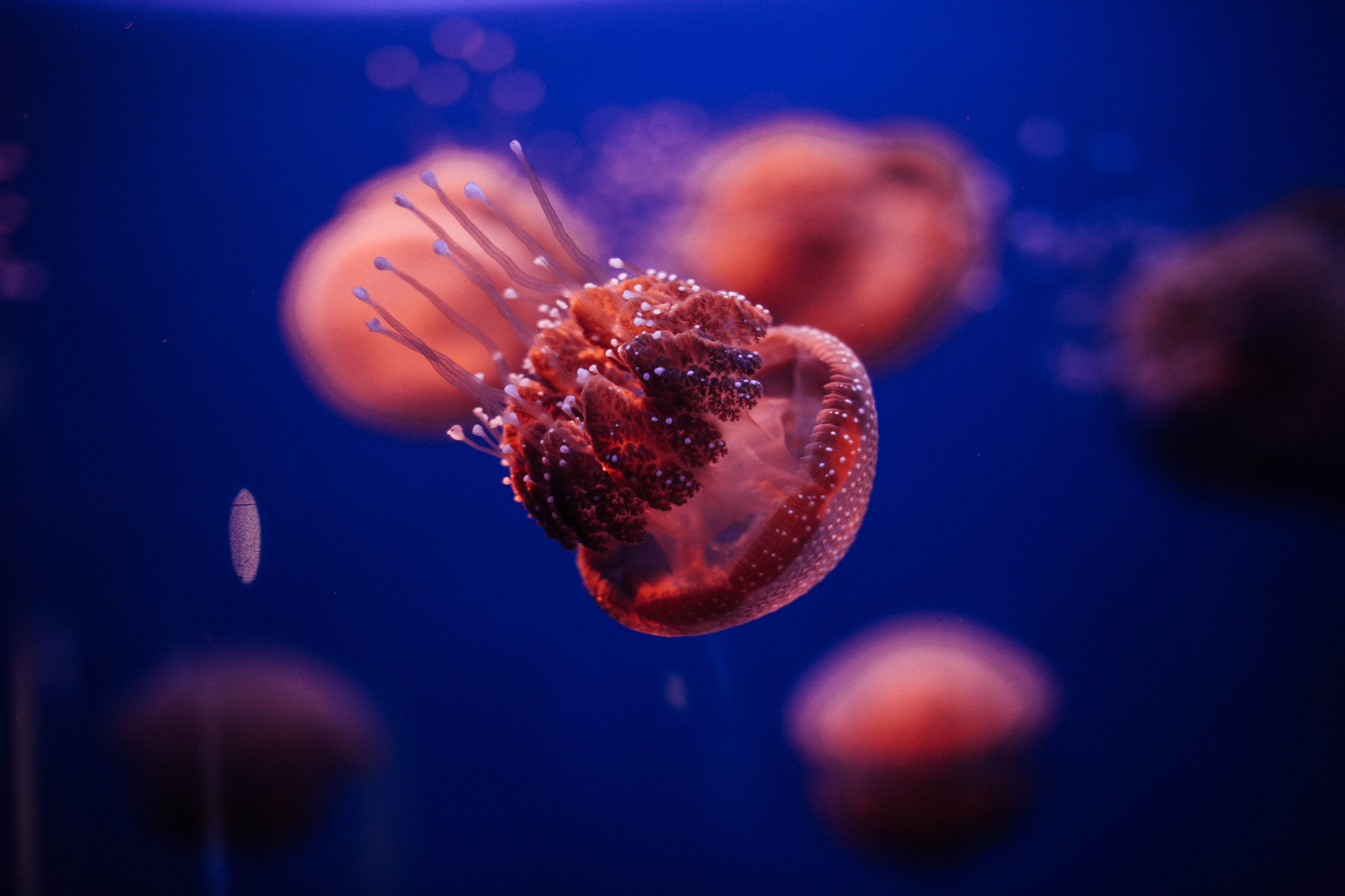 在蓝色灯光映照的水族馆里，迷人的水母优雅地滑行，展示着它们半透明的身躯