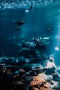 School of Fish in Water