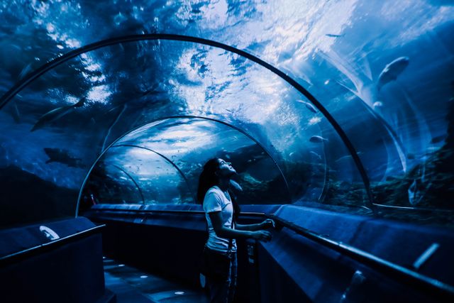 Fish drifting past a lit aquarium viewing window — photo by Rachel Claire on Pexels