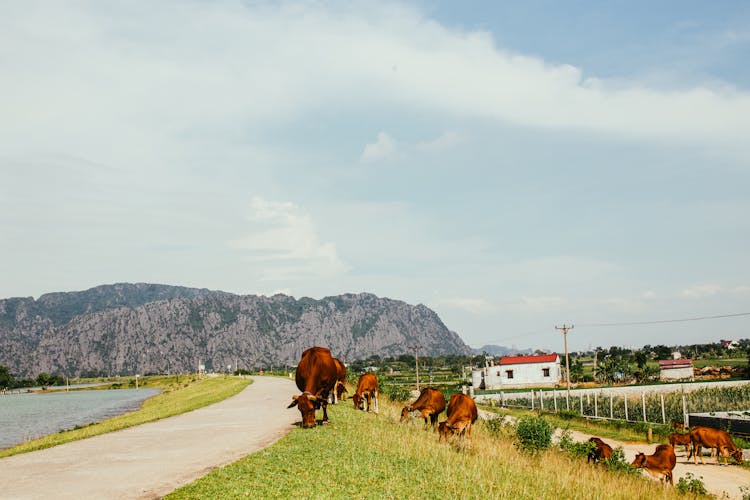 Brown Cows Eating Green Grass Near The Road 