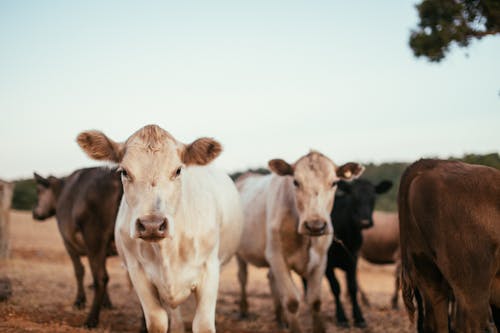 Foto d'estoc gratuïta de animals de granja, bestiar, camp marró