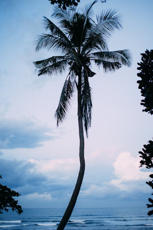 A Coconut Tree Standing Tall