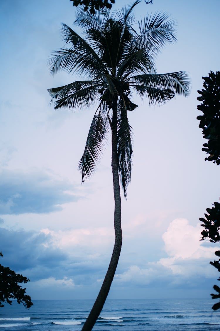 A Coconut Tree Standing Tall