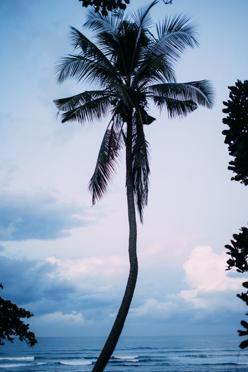 Free Scenic view of a lone palm tree on a tropical beach at dawn, offering tranquility. Stock Photo