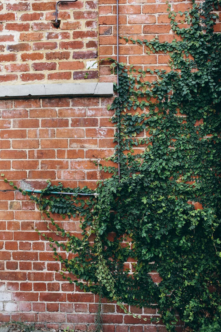 Climbing Green Plant On Brown Brick Wall