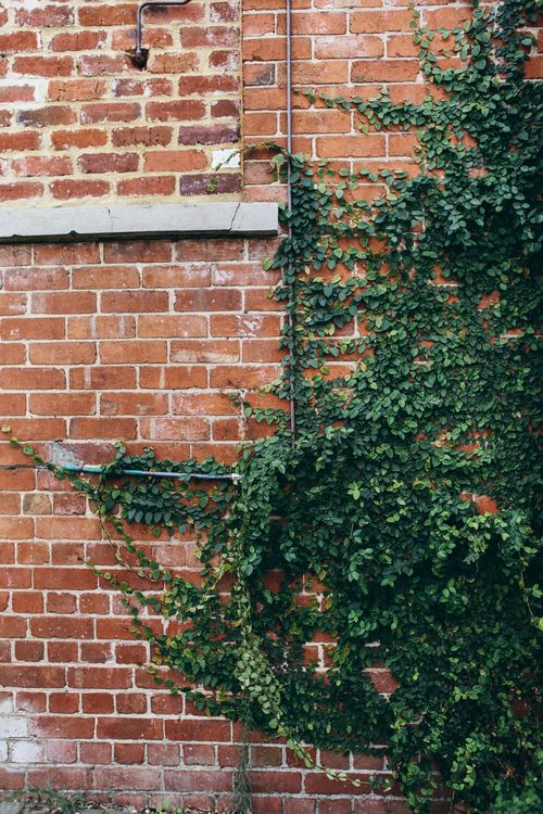 Free Close-up of a brick wall adorned with lush green climbing ivy. Stock Photo