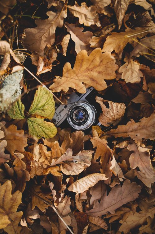Free A vintage analog camera is artfully concealed beneath a layer of brown autumn leaves. Stock Photo