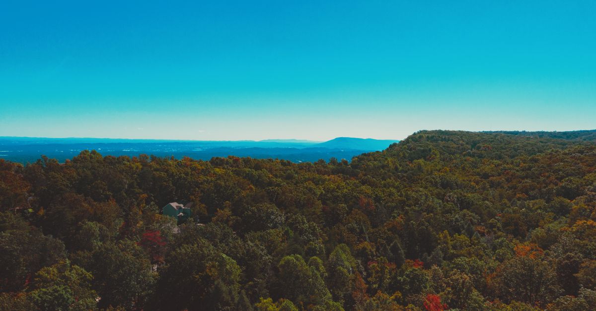 Drone view of bright greenery trees growing on mountain under colorful cloudless sky in autumn