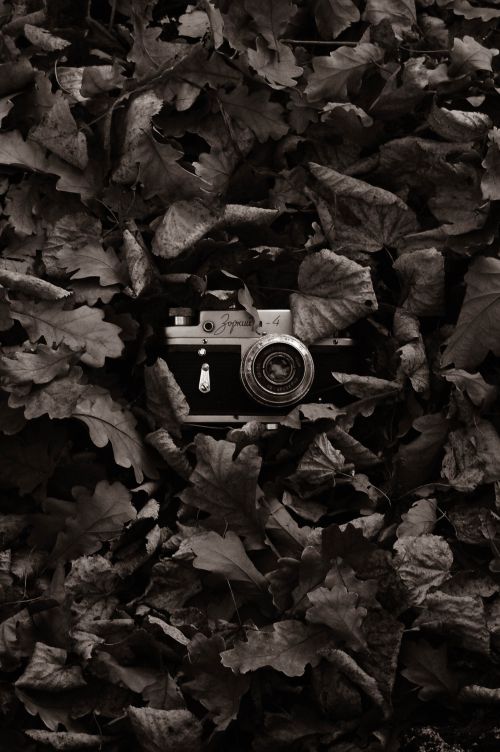 Free A classic vintage camera nestled among fallen autumn leaves, captured in black and white. Stock Photo
