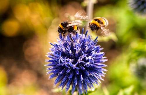 무료 보라색 꽃에 두 꿀벌 스톡 사진