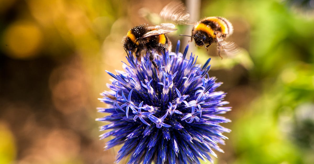 How to get rid of bees and wasps naturally