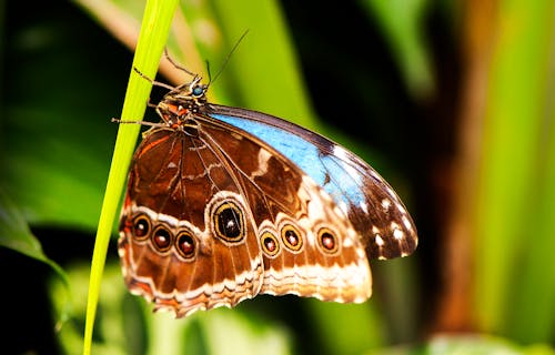 Ondiepe Focus Van Een Blauwe Morpho Vlinder