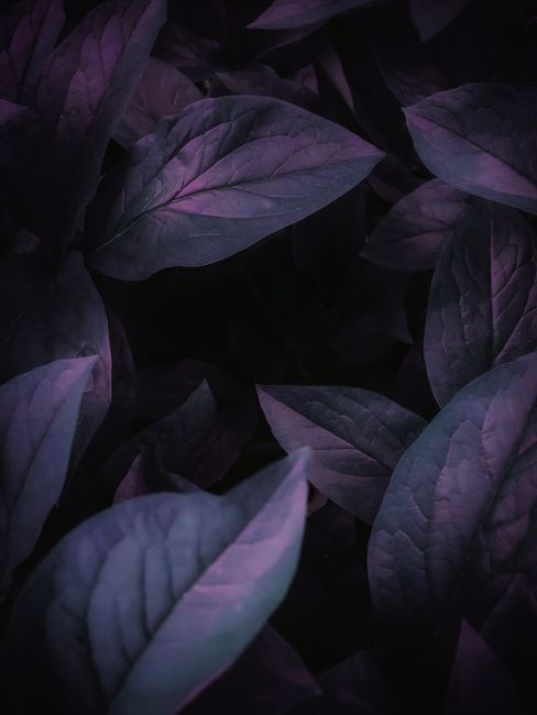 Dark and moody close-up of purple leaves, highlighting natural beauty.