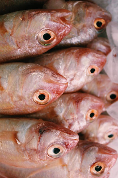 Free Fresh Fishes in the Market Stock Photo