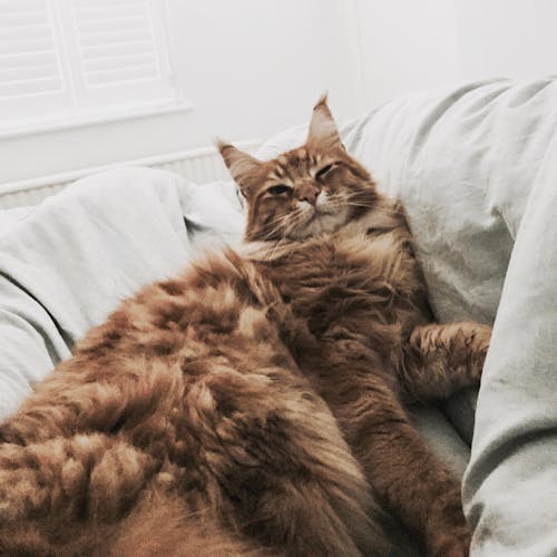 Free stock photo of bed, bedding, cat