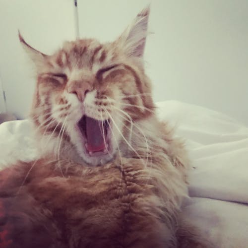 Free stock photo of cat, cat yawn, ginger