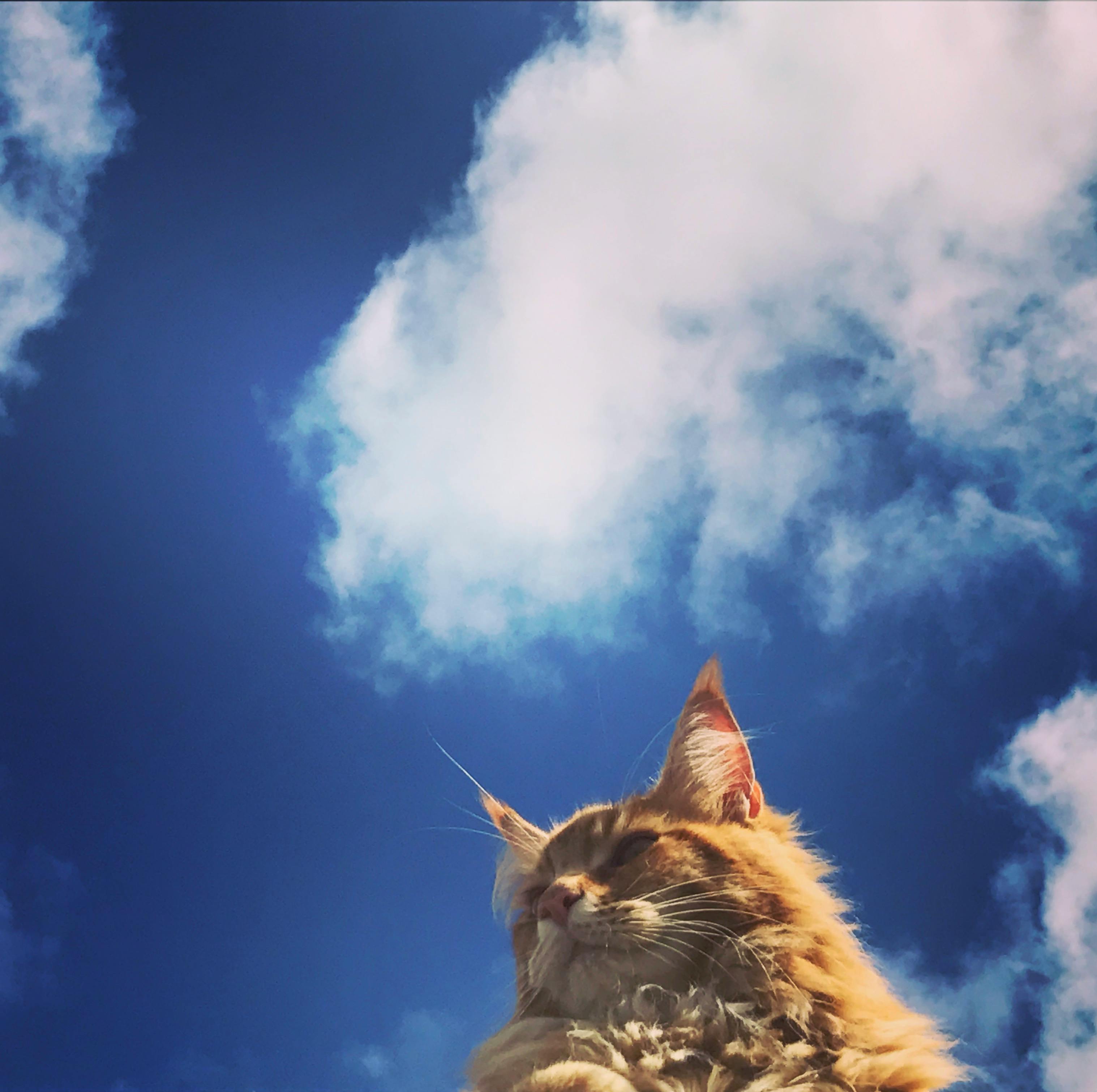Free stock photo of blue sky, cat, clouds