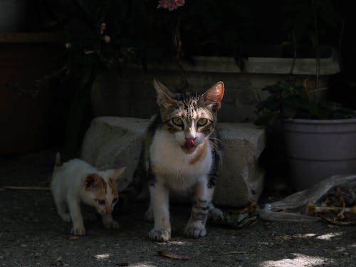 Foto profissional grátis de animais, animal de estimação, bigode de gato