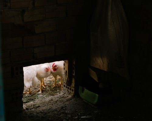 Free Two white chickens pecking near a brick wall on a farm, captured in natural light. Stock Photo