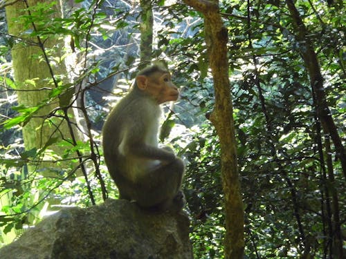 Free stock photo of monkey, monkey sitting