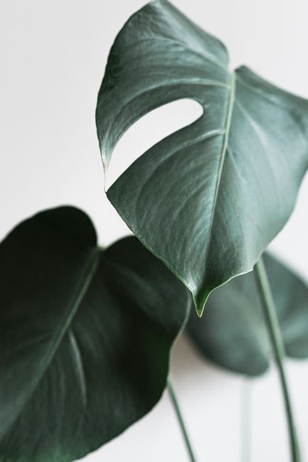 Elegant close-up of Monstera Deliciosa leaves showcasing their natural texture and vibrant green color.