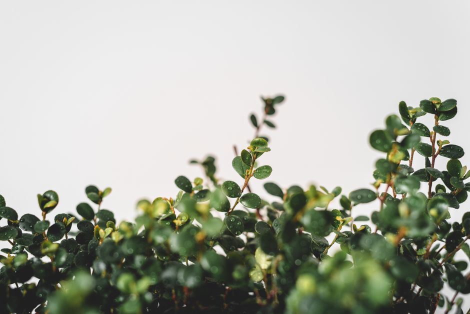 A detailed close-up of ficus leaves with dewdrops on a white background, showcasing nature's beauty.