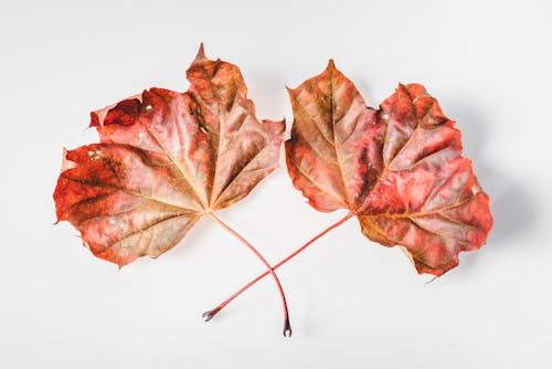 Ücretsiz akçaağaç yaprakları, düşmek, güz içeren Ücretsiz stok fotoğraf Stok Fotoğraflar