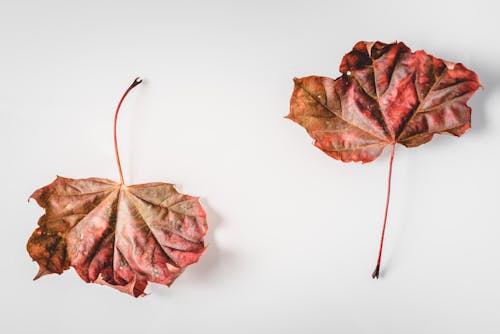 Brown Leaves on White Surface