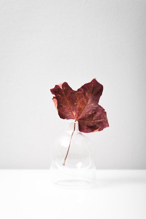 Ücretsiz akçaağaç yaprağı, dekorasyon, düşmek içeren Ücretsiz stok fotoğraf Stok Fotoğraflar