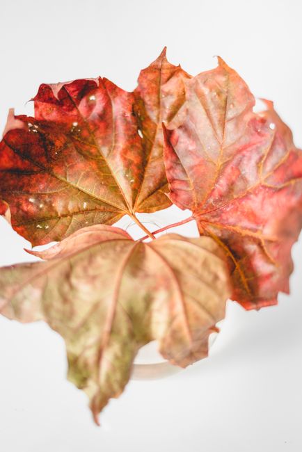 Close-up of dried red and brown maple leaves on a white background, showcasing autumn colors.