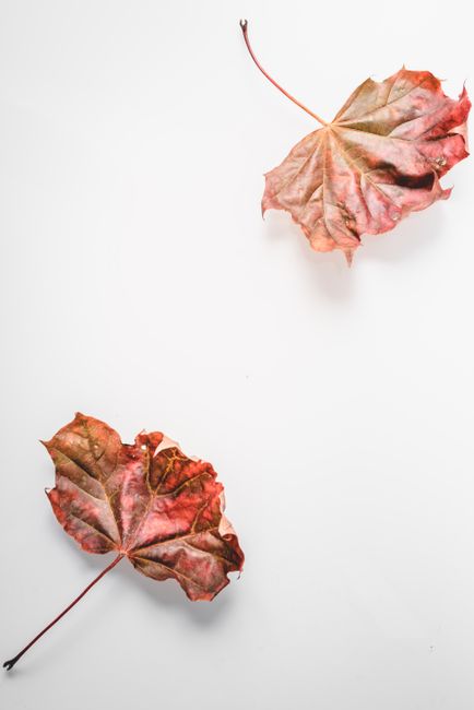 Top view of red maple leaves on a white background, perfect for autumn themes.