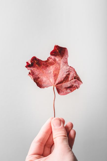 Close-up of a hand holding a vibrant red maple leaf against a white background.