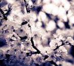 春天蜜蜂为樱花授粉的特写