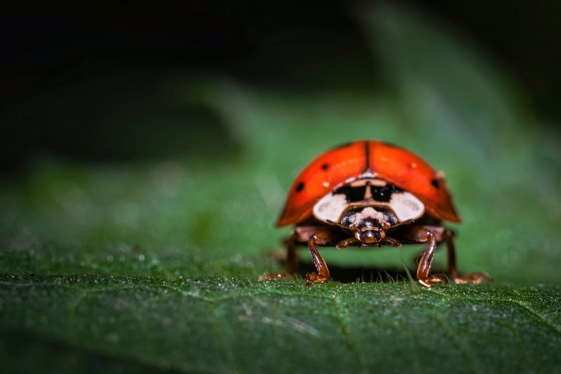 Macro Shot of a Ladybug on a Leaf