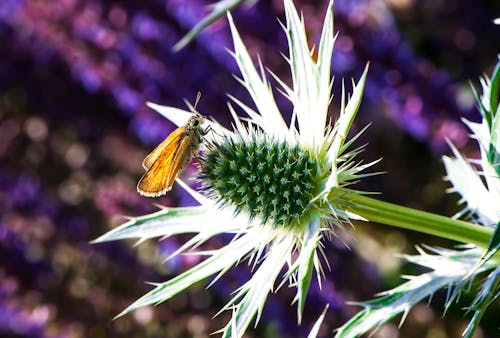 Nachtvlinder Zat Op Bloem