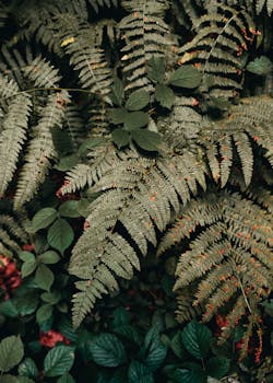 Dense arrangement of green ferns and leaves outdoors, showcasing natural foliage.