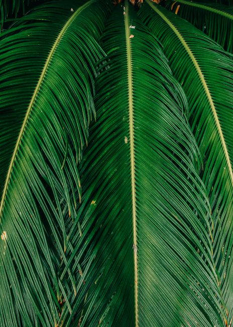 Detailed view of the lush, green texture of a tropical palm leaf.