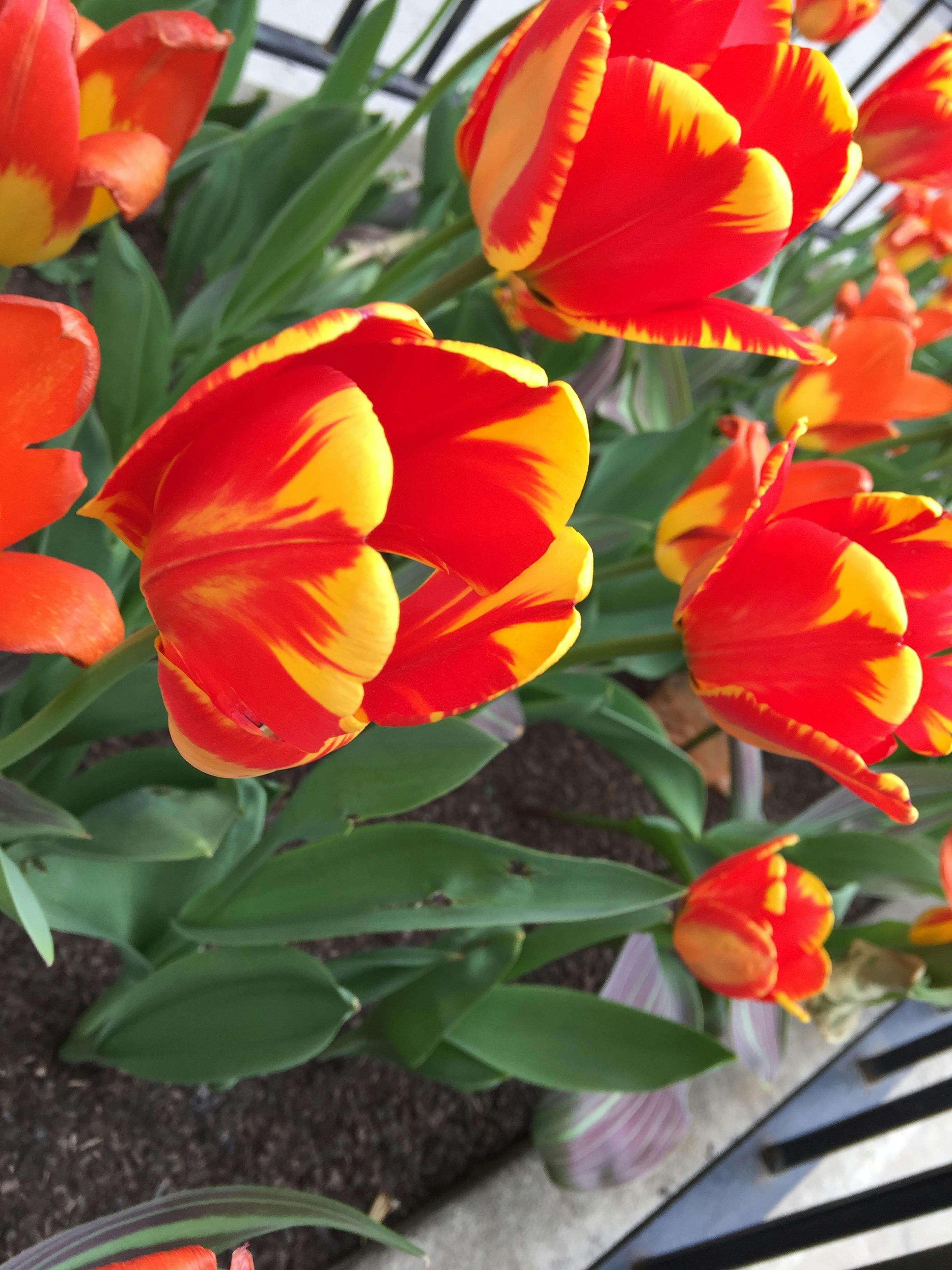 Free stock photo of Tulips opening