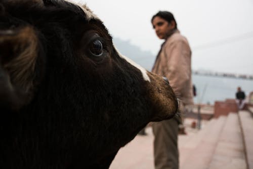 คลังภาพถ่ายฟรี ของ rishikesh, วัว, อินเดีย