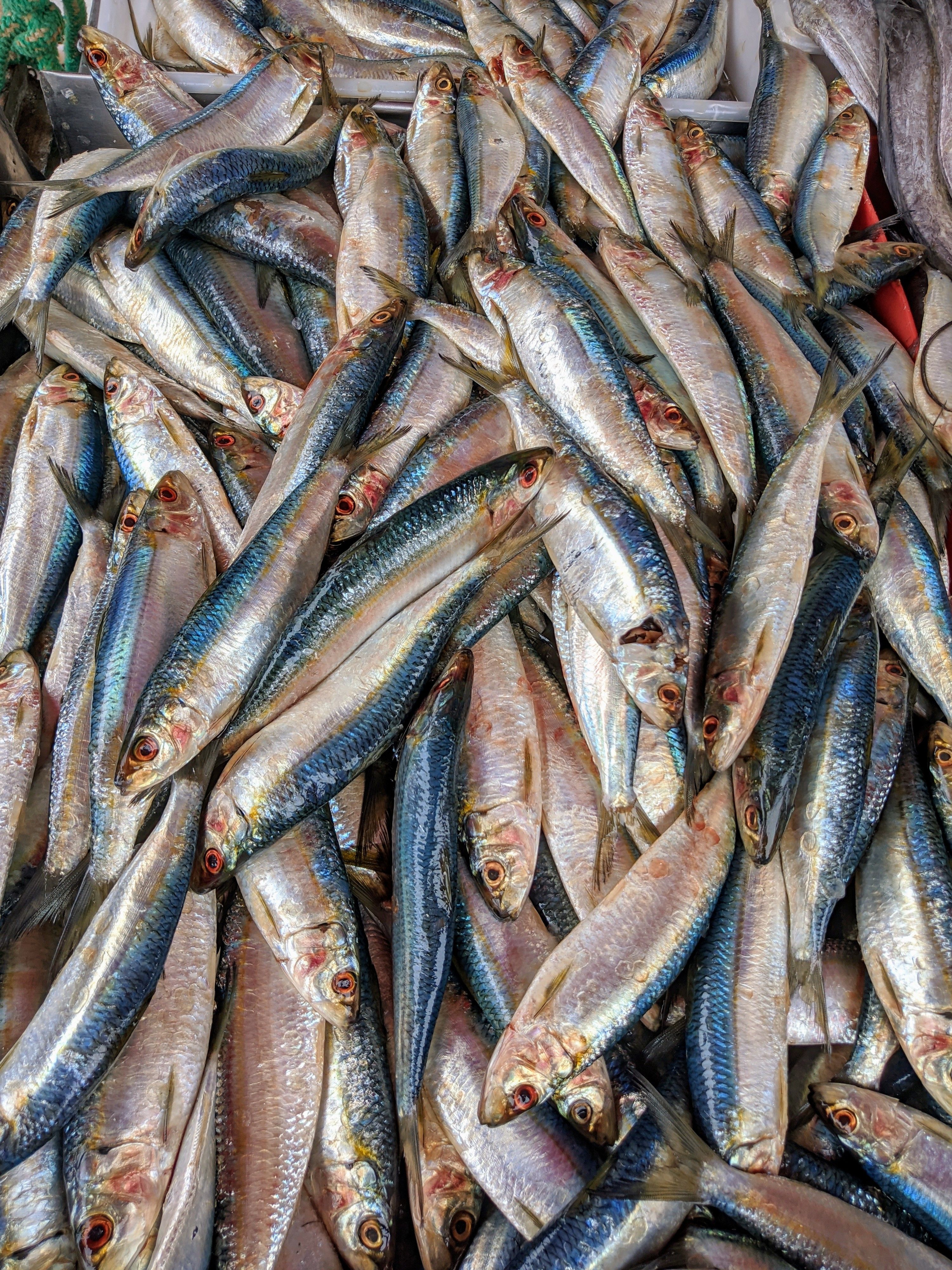 Silver Fish in Close Up Photography · Free Stock Photo