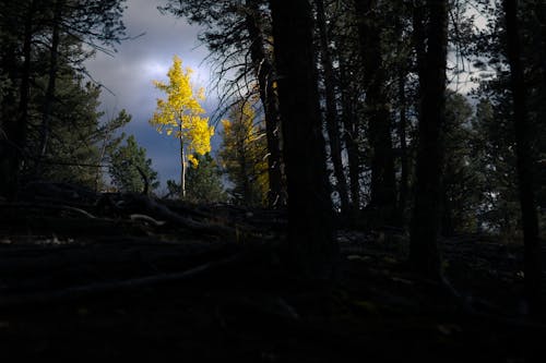 Free stock photo of aspen, autumn, cloudy