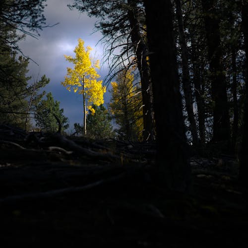 Foto stok gratis aspen, berawan, colorado