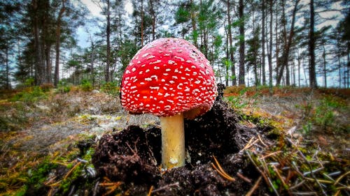 Gratis stockfoto met #natuur #noorwegen #bergen #herfst #meer, natuur, paddenstoel