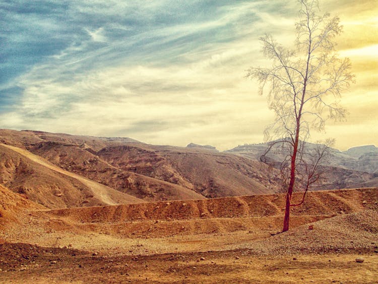 Bare Tree On Desert