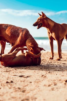 Three dogs playing on the sandy beach of Mirissa, Sri Lanka, under a bright blue sky.