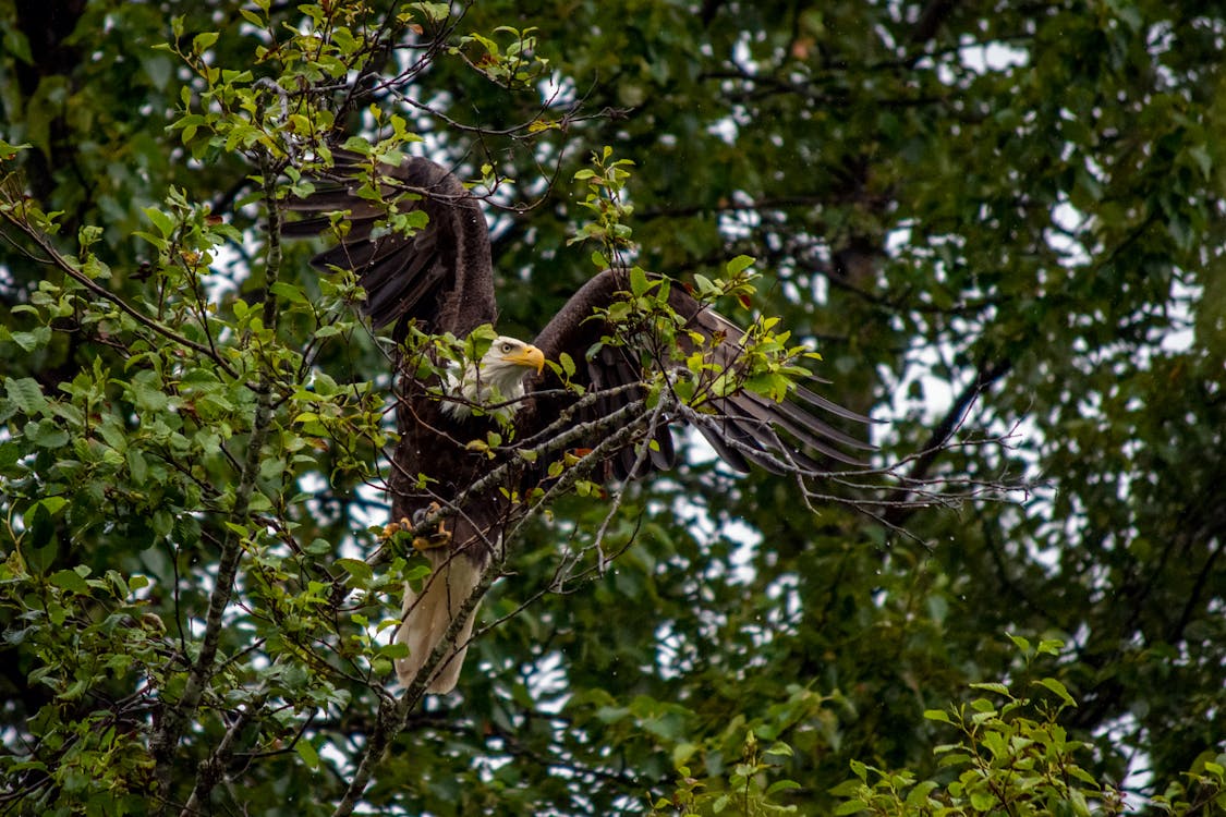 Foto stok gratis burung elang, elang, Elang botak