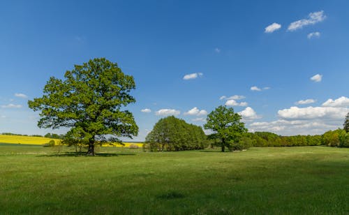 Free Green Grass Field With Trees Under Blue Sky Stock Photo
